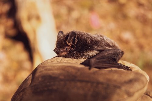 Can I Remove Bats from My Home During the Summer?