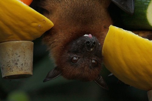 Bat And Guano Removal Services For Ohio Homeowners And Businesses