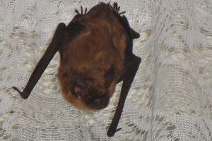 Bats get into homes in Ohio by following cold air currents that are drawn inside due to cracks and holes in houses. Bats can crunch up and push their bodies through the tiniest of cracks and openings in buildings and homes.