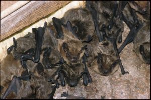 Big Brown Bat Nursery Colony - Pictured here is a Big brown bat nursery colony used by females to rear their young. The size of Big brown bat colonies range from 20 to 300. Big brown bats are significant predators of agricultural pests. The little brown bat is a colonial species, with hibernating colonies consisting of up to 183,500 individuals, though the average colony size is little more than 9,000. Bats have been shown to carry a number of diseases and harmful infections, including rabies and viruses related to SARS (severe acute respiratory syndrome). Moreover, research suggests bats may be the original hosts of nasty viruses such as Ebola and Nipah, which causes deadly brain fevers in people. Big brown bats will bite humans if they feel threatened, are provoked or sick. Even though sick bats are more likely to be submitted for testing, in 2011, only 3.8% of submitted big brown bats were positive for the rabies virus. While these bats are not aggressive creatures, they are better left alone.