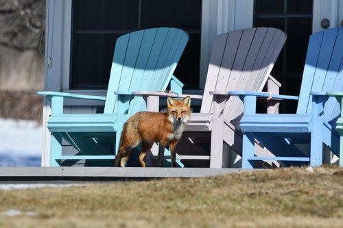 RED FOX WALKING PAST A COTTAGE IN OHIO - The red fox is one of two fox species in Ohio and one of five in North America. The state’s other fox is the gray fox. Foxes are trapped in Ohio by the Cottom's Wildlife Removal company when necessary. The best bait for foxes is fresh or canned fish, chicken, pork, eggs, sugar coated vegetables, fishy-smelling cat food, or other types meat. CRW uses humane live cage traps to control and manage coyotes, red foxes, bobcats, rodents, otters, opossums, muskrats, skunks, raccoons, groundhogs, beavers, moles, voles, snakes, coyote and squirrels in Ohio.
