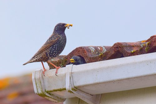 CWR Experts Get Birds Out Out Of Attics, Chimneys, Dryer Vents, Roofs, Garages, Soffits And Houses In Ohio