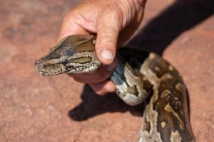 CWR pest control technicians get snakes out of yards, houses, garages, basements, gardens, sheds, attics and ponds for Ohio homeowners. We specialize in getting snakes out from under houses, decks, patios and porches. Call 440-236-8114 for professional snake removal services in Ohio.