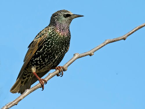 CWR bird control specialists know how to get rid of starlings. They know how to quickly get European Starlings (Common Starling) out of houses, attics, soffits, roofs, rafters, awnings, eaves, barns, chimneys, vents and bird feeders in Ohio.
