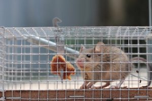 CWR Ohio Pest Control Technicians Get Rid Of Mice In Houses, Attics, Walls, Garages, Cars, Ceilings, Apartments, Yards, Campers And Chicken Coops