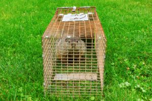 CWR gets groundhogs out of backyards, holes, gardens, garages, car engines and houses in Cleveland and Akron, Ohio.