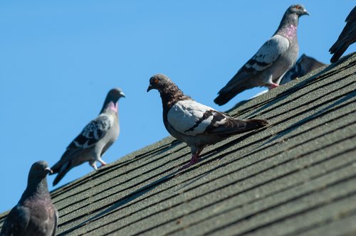 JULY 25, 2021 - CWR pigeon control specialists quickly get rid of pigeons from houses, balconies and outdoor signs in Lorain, Cleveland, Akron and Canton, Ohio. We install decoy owls and hawks, anti-roosting spikes and commercial gel repellents, repellents, poisons, parallel wires, bird netting and lasers to keep perky pigeons off our customer's property. We also remove pigeon poop and sanitize infested areas. We remove pigeons from barns, gardens, warehouses, trees, sheds, outbuildings, roofs, attics, eaves and chimneys for Northeastern Ohio homeowners and businesses.