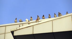 Commercial Pigeon Control Product Installers And Pigeon Removal Services In Ohio