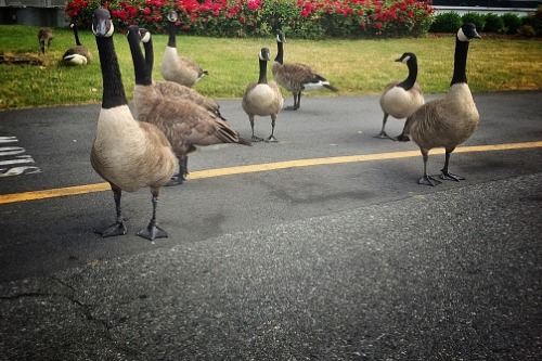Coping with Canada Geese In Ohio In 2021 - Conflict Management and Damage Prevention Services From The Cottom's Wildlife Removal Company