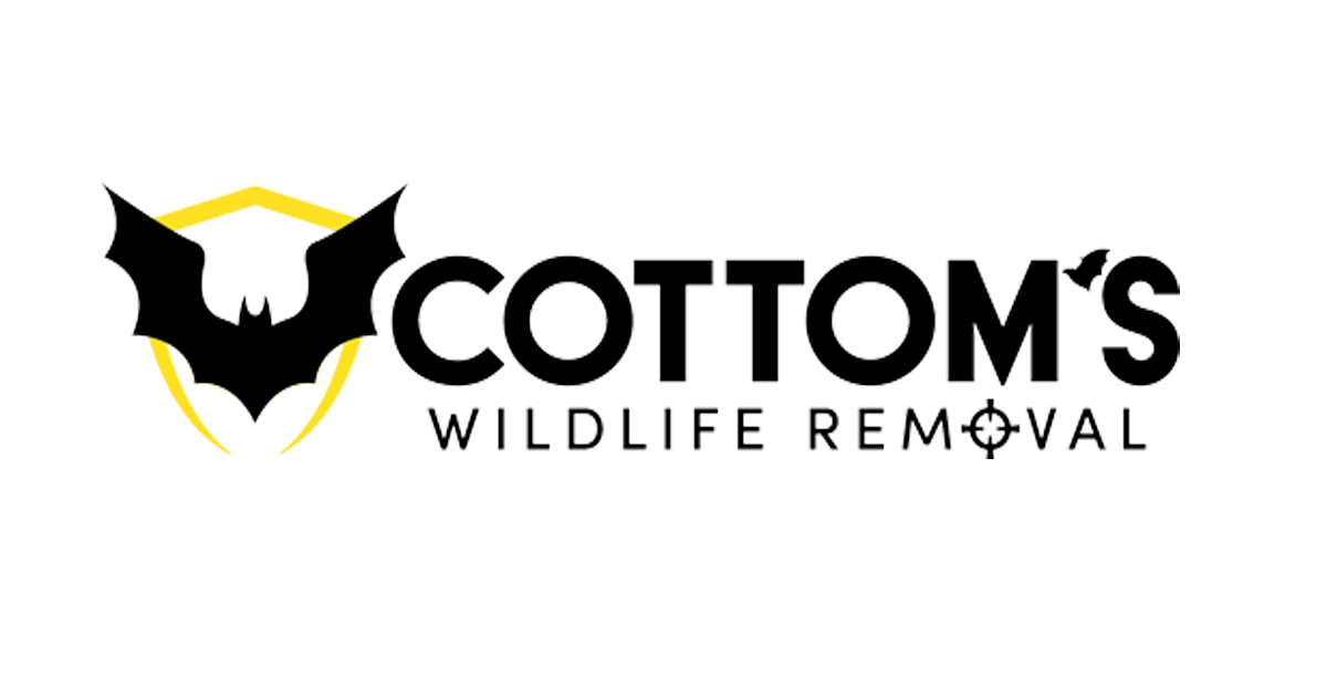 Bee Pest Control in Northeast Ohio Cottom's Wildlife Removal