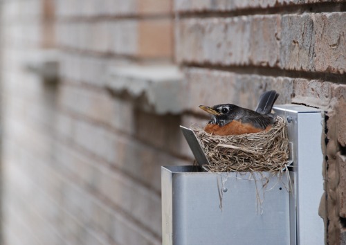 JULY 24, 2021 - The Cottom's Wildlife Removal company gets birds and bird nests out of attics, chimneys, dryer vents, roofs, garages, soffits, gutters and houses for Akron and Summit County, Ohio residents and businesses.
