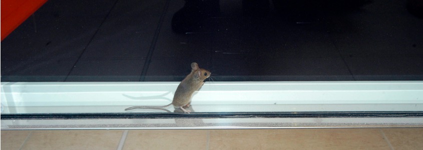 February 1 2022 - Cincinnati Ohio - Pictured here is a house mouse looking outside through a sliding glass door. The Cottom's Wildlife Removal company knows how to get rid of mice in your house.