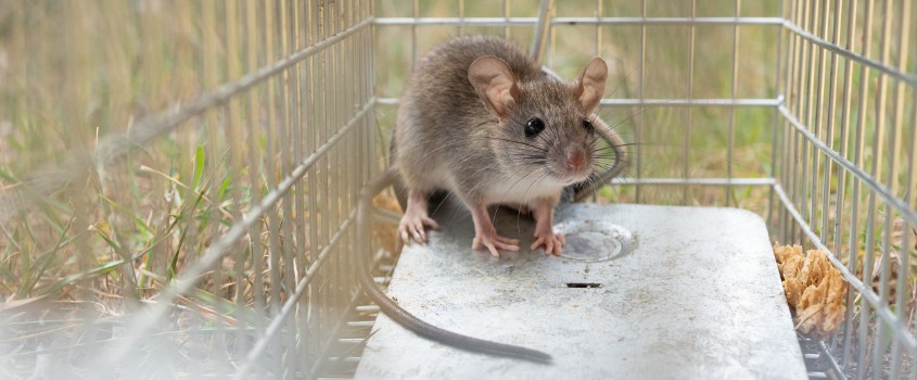 February 1, 2022 Pictured here is a mouse caught in a trap - CWR Gets Rid Of Mice To Prevent Infections From Lyme Disease In Ohio - In Ohio, the eastern deer mouse and the white-footed mouse are vectors and carriers of emerging infectious diseases such as hantaviruses and Lyme disease.