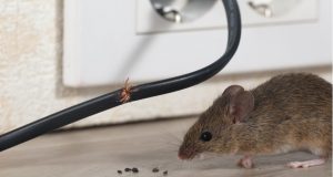 February 1 2022 Ohio - Pictured here is a mouse that has chewed through an electrical cord - Mice Control, Mice Extermination, Mice Feces Cleanup And Damage Repair Services Are Provided By Cottom's Wildlife Removal Company