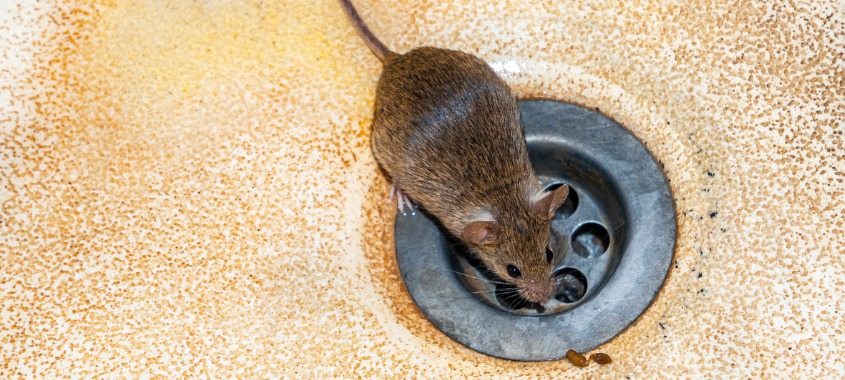 February 3 2022 - Westlake, Ohio - Pictured here is a mouse in a kitchen sink - the Cottom's Wildlife Removal company gets mice out of homes, churches, vents, walls and retail businesses in Ohio.