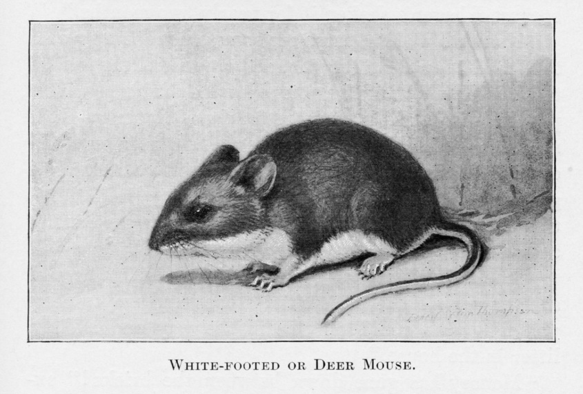 February 3, 2022 - Cleveland Heights, Ohio - One deer mouse in its natural environment Illustration published 1898 book about animals in North America - Mice Extermination, Mice Removal And Mice Control Prices In Ohio