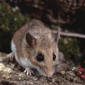 February 1 2022 - Cleveland Ohio - White-footed mice are reservoirs for Lyme disease bacteria. Ticks that feed on mice become infected and transmit Lyme disease to people through bites