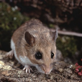 February 1 2022 - Cleveland Ohio - White-footed mice are reservoirs for Lyme disease bacteria. Ticks that feed on mice become infected and transmit Lyme disease to people through bites