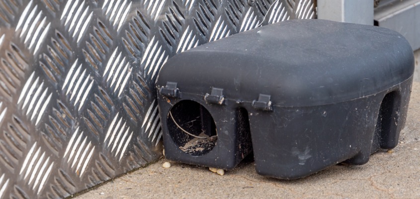 Feb. 1 2022 - A mice bait trap is pictured here. Because mice are a health hazard, CWR mice prevention experts "mouse proof" structures, seal construction gaps in houses, set traps in garages and use poison baits (rodenticides) in attics and basements for rodent control.