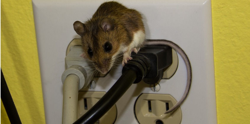 February 1 2022 Toledo Ohio - Pictured here is a house mouse sitting on electrical cords plugged into a wall outlet. CWR pest control technicians also seal off the places that mice get in and they plug tiny holes in homes to prevent reinfestation. The average cost to get rid of mice starts at $450.
