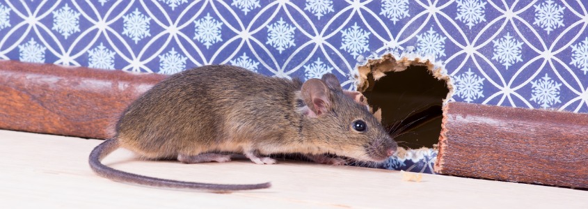 February 1, 2022 - Pictured here is a mouse on the floor of a house - Cottom's Wildlife Removal Company provides mice extermination, mice removal and mice control services for Ohio homes