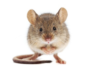 February 1, 2022 - Pictured here is a common rodent found in Ohio. The Cottom's Wildlife Removal Company provides some of the best rodent control services, mice control and mice exterminating services in Ohio
