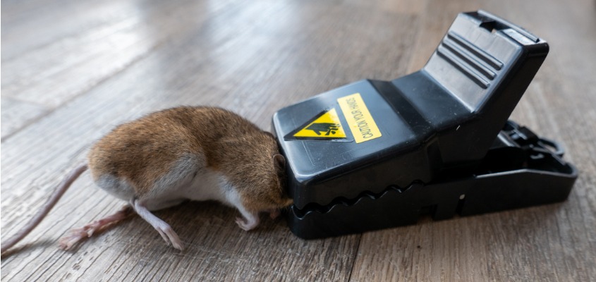 February 1 2022 - Cleveland Ohio - Pictured here is a mouse caught in a mousetrap. A mousetrap is a specialized type for catching and usually killing mice. CWR sets mousetraps in indoor locations in our client's houses and buildings. A common mousetrap used by CWR mice exterminators uses a spring bar which snaps down on to the mouse when it touches the bait. Cheese, gum drops, beef jerky and peanut butter are good mice baits which are attached to the mechanism.