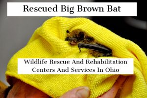 NOVEMBER 2, 2021 - Pictured here is a rescued Big brown bat. Get Information On Wildlife Rescue And Rehabilitation Centers And Services In Ohio Here