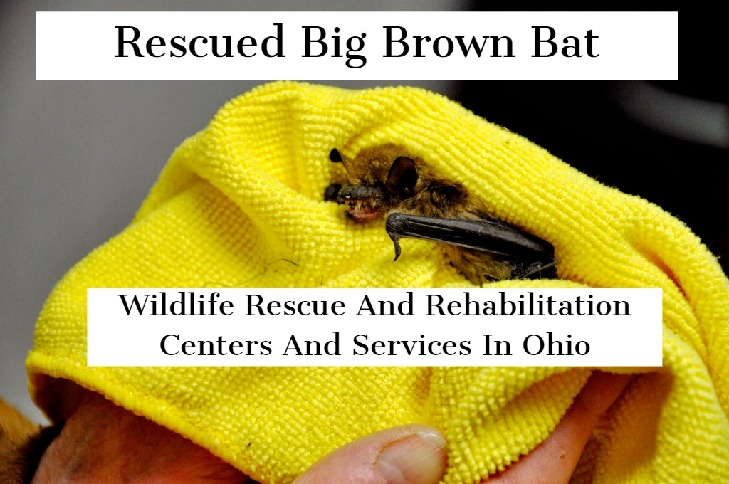 NOVEMBER 2, 2021 - Pictured here is a rescued Big brown bat. Get Information On Wildlife Rescue And Rehabilitation Centers And Services In Ohio Here
