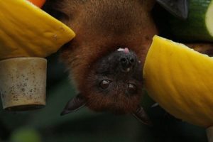 CWR provides professional bat removal and bat control services for homeowners and businesses in Columbus, Ohio. We get rid of bats from attics, garages and churches. Call 440-236-8114 to schedule an attic inspection. Prices start at $299. How expensive is bat removal? According to a 2021 Home Advisor analysis, removing a bat costs an average of $432 with a typical range between $230 and $651. Small to medium-sized colonies run anywhere from $300 to $8,000 for removal and exclusion.