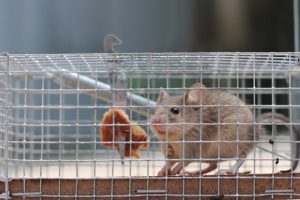 How Much Does It Cost To Get Rid Of Mice? In Ohio, call CWR at 440-236-8114 in Cleveland, 614-300-2763 in Columbus or 513-808-9530 in Cincinnati to schedule an inspection and to get a written quote for CRW to get rid of mice.