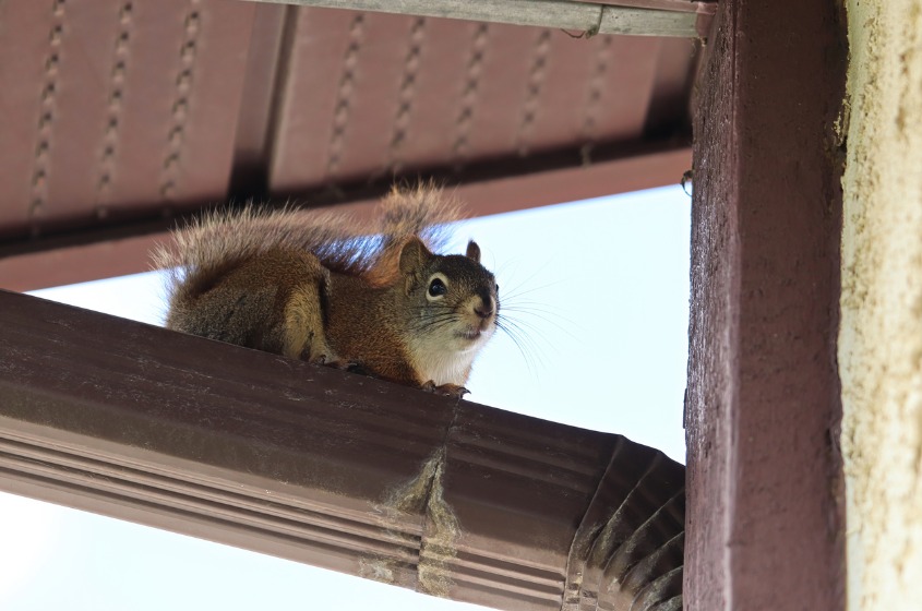 Squirrel Removal Service - Pestcheck Pest Control