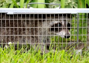 how much does it cost to remove a raccoon