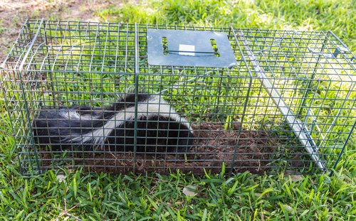 How much does it cost to remove a skunk? In Ohio, call CWR at 440-236-8114 in Cleveland, 614-300-2763 in Columbus or 513-808-9530 in Cincinnati to schedule an inspection and to get a written quote for CRW to remove a skunk.