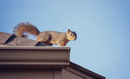 Shingles On The Roof Ridge Damaged By Raccoons