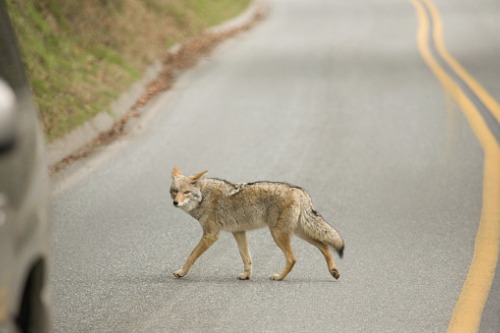JULY 30, 2021 - In 2020, a coyote attacked and bit a police officer in Columbus, Ohio. The coyote is not native to Ohio, but it is present throughout the state today. Mike Cottom Sr. has been trapping coyotes in Ohio since 1986. 