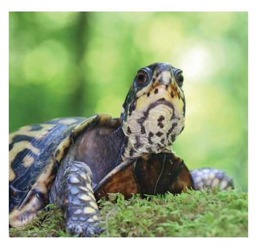 Minimum Standards For Wildlife Rehabilitation In Ohio - Download the PDF from the Ohio Department Of Natural Resources.