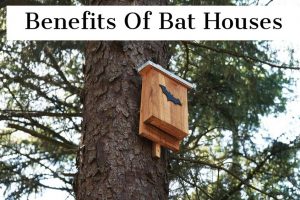 NOVEMBER 2 2021 - Bat houses provide an alternative space to keep bats from nesting in the eaves or attic of your home.
