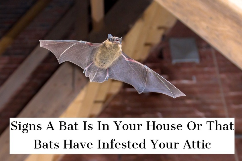 NOVEMBER 2, 2021 - Signs A Bat Is In Your House Or That Bats Have Infested Your Attic - Droppings On Attic Insulation - Bats Flying Around Your House At Sunrise Or Sunset - Smell Of Amonia - Bat Guano - Chirping Noises, Scratching Or Squeking Sounds - Scratches On Walls - Stains On Attic Walls From Uring - Presence Of Stains Around Exit And Entry Points - Dead Bats On Your Property