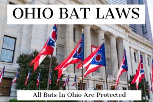 NOVEMBER 2, 2021 - The State Of Ohio Protect All Bats - This Means That Killing Bats Is Illegal Kill A Bat Unless A Bite Or A Potential Exposure To A Bite Has Occurred
