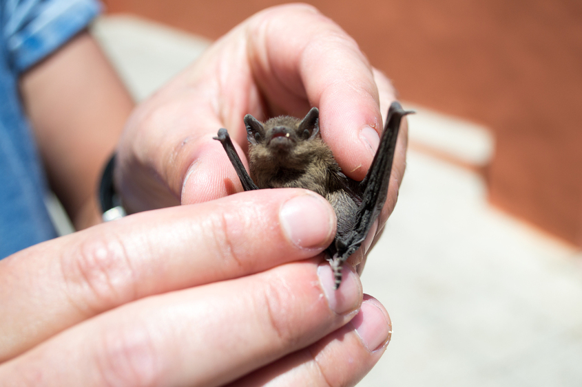 NOVEMBER 2, 2021 - Pictured here is a small bat being held. Bats are flying mammals and are found in nearly every habitat throughout Ohio. In fact, most bats live near humans without ever being detected. Feeding at night, these nocturnal animals have strong senses and use echolocation (built-in sonar) to eat thousands of flying insects each night. Thirteen bat species have been recorded in Ohio, but humans often only encounter only one or two. Bats are a rabies vector species, but it is very uncommon to encounter a rabid bat.