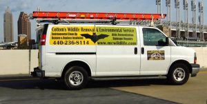 Ohio Bat Removal Truck - Pictured here is a Cottom's Wildlife Removal truck in front of Jacob's Field In Cleveland, Ohio - These trucks are used by CWR bat removal experts to get rid of many types of bats year-round from Ohio houses and attics. These trucks carry tools and exclusion devices that are used to seal up homes and to "exlude bats". CWR provides professional live bat removal, bat exclusion and bat pest control services for homeowners and businesses in Ohio. Many shapes and sizes of one-way valves and netting are stored in these trucks.