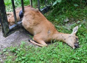 PICTURED HERE IS A DEAD DEER IN A BACKYARD IN OHIO - JUNE 10, 2021 - Who do you call to pick up a dead deer? The Cottom's Wildlife Removal (CWR) company removes and picks up deer carcasses and dead animals in Cleveland, Columbus, Cincinnati, Toledo, Dayton, Cleveland Heights, Akron, Marietta, Youngstown, Strongsville, Athens, Hamilton, Painesville, Canton, Springfield, Zanesville and other Ohio cities. Call CRW at 440-236-8114 in Cleveland/Northern Ohio, 614-300-2763 in Columbus/Central Ohio or 614-300-2763 in Cincinnati/Southern Ohio. How much does it cost to remove a dead deer in Ohio? Deer carcass removal and large animal removal costs start at $395.