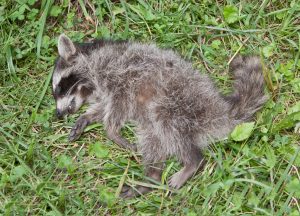 PICTURED HERE IS A DEAD RACCOON THAT WAS REMOVED FROM A YARD IN CLEVELAND, OHIO BY THE COTTOM'S WILDLIFE REMOVAL COMPANY - CWR is a professional wildlife removal company headquartered in Ohio that first finds, and then gets dead raccoons and deceased animals out of houses, walls and attics in Ohio. The animal control specialists at CWR gets mice, birds, squirrels, deer, opossum and bats out of businesses, homes, apartments, sheds, outbuildings, garages, basements, backyards, vents, pools, chimneys, ductwork and from under decks and porches. If you are searching online for "dead animal removal near me", "how to get rid of a dead animal in your yard" or "dead animal removal cost" and you live in Cleveland, Columbus, Cincinnati or another city in Ohio call 440-236-8114 in Cleveland, 614-300-2763 in Columbus or 513-808-9530 in Cincinnati. When you contact CWR by phone, you can request a quote for animal carcass removal services and schedule a good time to have a dead animal located, picked up, taken away and disposed of. CWR dead animal removal experts also eliminate dead animal smells in houses and outside for Ohio residents. As domestic animal carcasses and pets decompose, bacteria is released that exposes people to disease causing pathogens. Owners of pets and domestic animals in Ohio are responsible for their disposal.