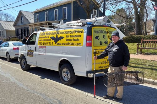 Pictured Here Is Mike Cottom Sr. On A Wildlife Removal Service Call In Northern Ohio