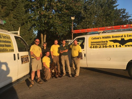 Pictured here are 6 of the dedicated humane wildlife removal experts at the Northern Ohio (Cleveland) office of the Cottom's Wildlife Removal company. CWR provides ethical wildlife removal, professional bat removal, experienced bird removal and reliable animal control services for families and business owners that live and work in Cleveland, Lakewood, Cleveland Heights, Mentor, Lorain, Elyria, Strongsville, Toledo, Maumee, Lima, Akron, Canton, Mentor, Toledo, Columbus, Cincinnati, Dayton, Canton, Marietta, Springfield, Ashtabula, Youngstown and other Ohio cities and towns.