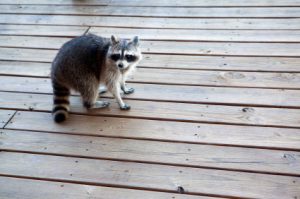 Costs To Trap, Remove And Relocate A Raccoon And Her Kits Start At $299 In Columbus And Central Ohio