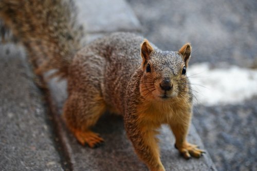 Squirrel Control And Squirrel Extermination Services For Columbus, Cleveland And Cincinnati Ohio Homeowners
