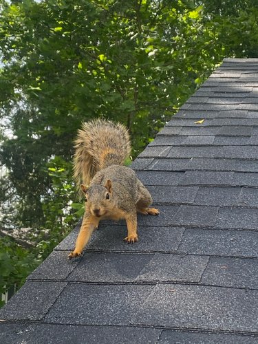 Pictured Here Is A Squirrel On Roof Of A Suburban Home In Westerville Ohio