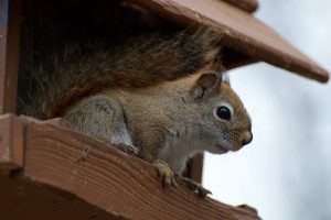 Squirrel Removal And Cage Trapping Costs From $299+ In Columbus, Springfield, Marion, Mount Vernon, Zanesville, Westerville, New Albany, Worthington, Dublin, Reynoldsburg, Pickerington, Mansfield, Chillicothe, Marysville, Delaware, Grove City, Canal Winchester And Central Ohio